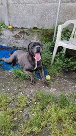 Golia, cane corso