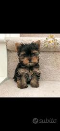 Dolcissimo Mini yorkshire Maschietto