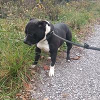 Staffordshire Bull Terrier adozione