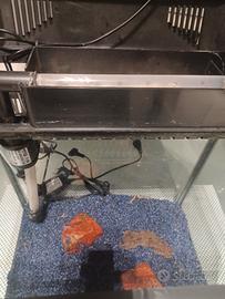 Acquario Amtra