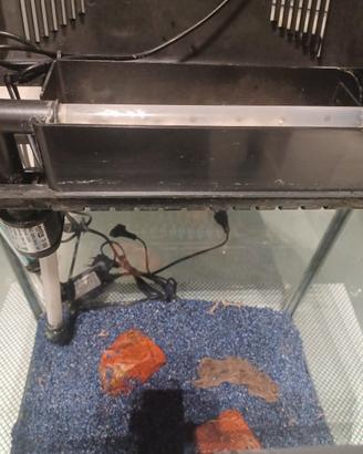 Acquario Amtra