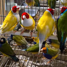 Uccelli esotici diamanti di gould