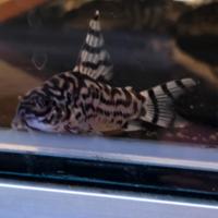 Corydoras cw 111 vulcan zebrina