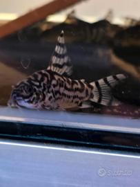 Corydoras cw 111 vulcan zebrina
