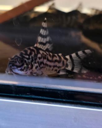 Corydoras cw 111 vulcan zebrina