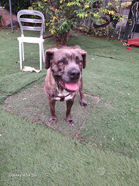 Cane incrocio Corso
