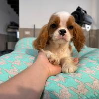 Cavalier king