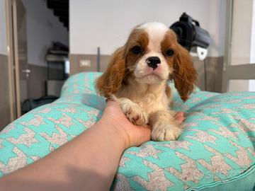 Cavalier king