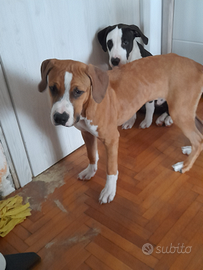 Amstaff maschio