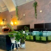 Vasche fish therapy o acquario