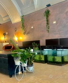 Vasche fish therapy o acquario