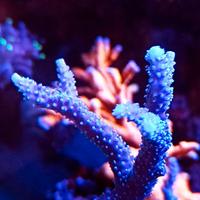 Acquario marino coralli