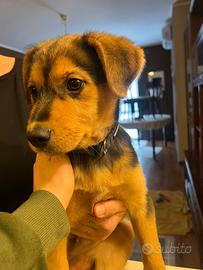 Cucciolo 5 mesi