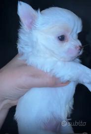 Chihuahua maschio Cane