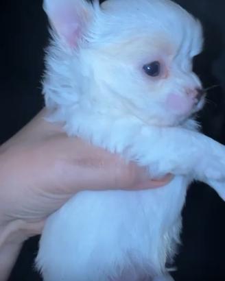 Chihuahua maschio Cane