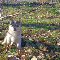 Siberia husky