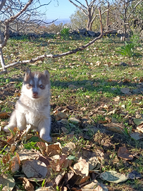 Siberia husky