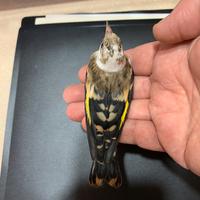 Uccelli