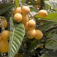 PIANTE  DI  NESPOLE  CON  FRUTTO GRANDE