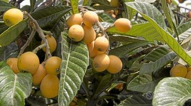 PIANTE  DI  NESPOLE  CON  FRUTTO GRANDE