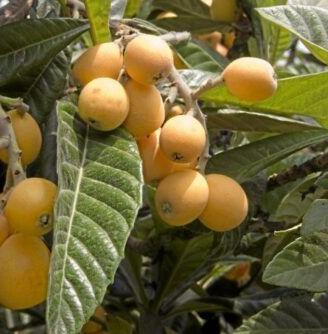 PIANTE  DI  NESPOLE  CON  FRUTTO GRANDE