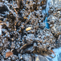 Porcellini di terra per terrari