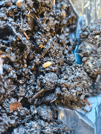 Porcellini di terra per terrari