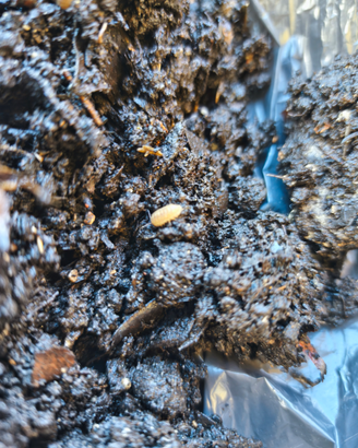 Porcellini di terra per terrari