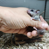 Mini ghiro africano domestico