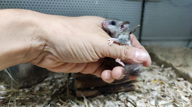 Mini ghiro africano domestico