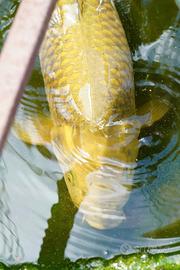 Carpe koi