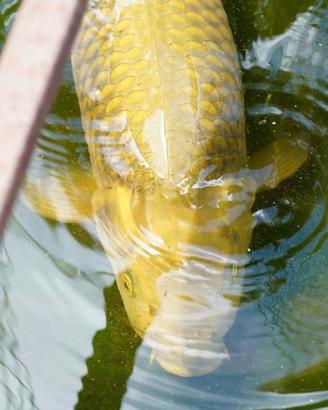 Carpe koi