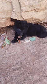Cuccioli pastore belga groenendael