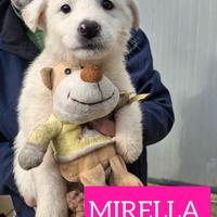 CUCCIOLI 2 MESI taglia media grande