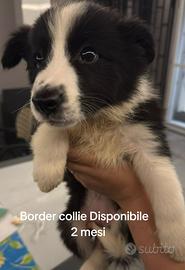 Border collie cuccioli