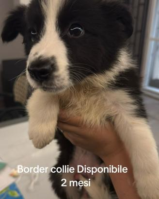 Border collie cuccioli