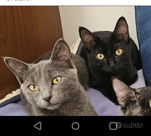 2 sorelle gattine vorrebbero famiglia