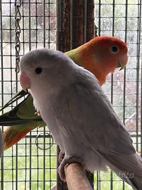 Inseparabili e gabbie