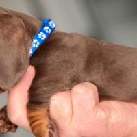 Cucciolata bassotti M e F