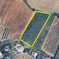 Terreno agricolo con Uliveto Frutteto e Tartufaia