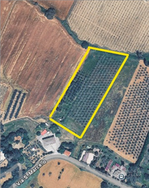 Terreno agricolo con Uliveto Frutteto e Tartufaia