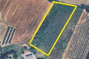Terreno agricolo con Uliveto Frutteto e Tartufaia