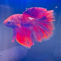 Betta show