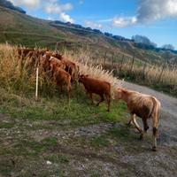 Vitelli e vitelle per ingrasso