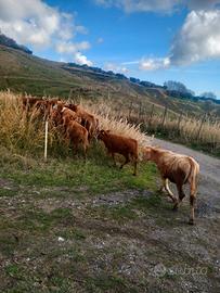 Vitelli e vitelle per ingrasso