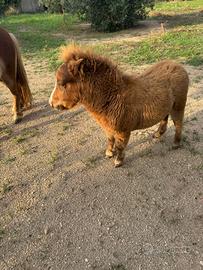 Pony mini shetland