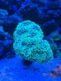 Corallo lps euphyllia