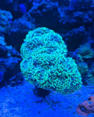 Corallo lps euphyllia