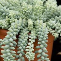 pianta grassa sedum morganium burrito