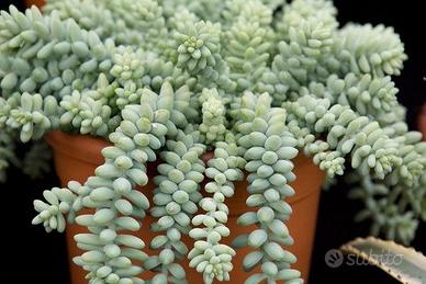 pianta grassa sedum morganium burrito